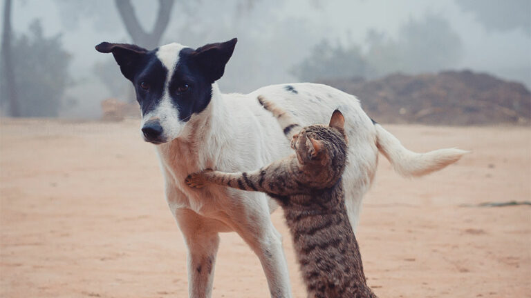un gato jugando con un perro