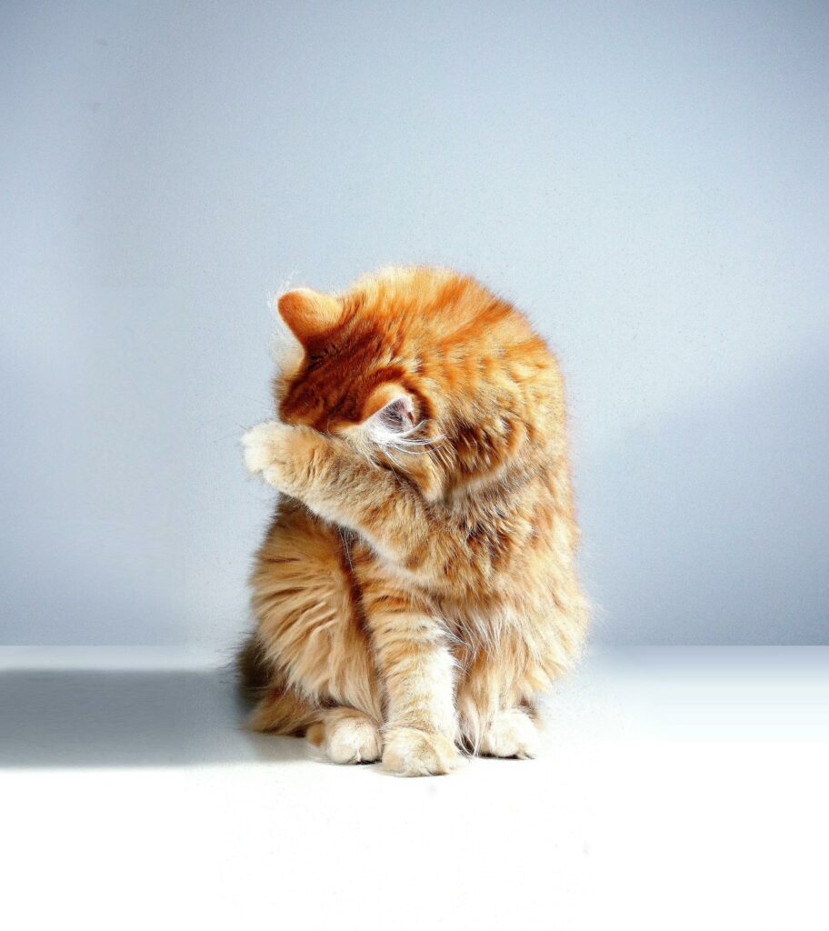 Gato triste ocultandose extraño